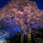 Tsunami and the Cherry Blossom film